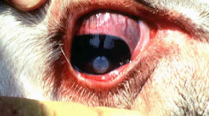 I-Pink-eye yenza inkomo zibe yiziphofu