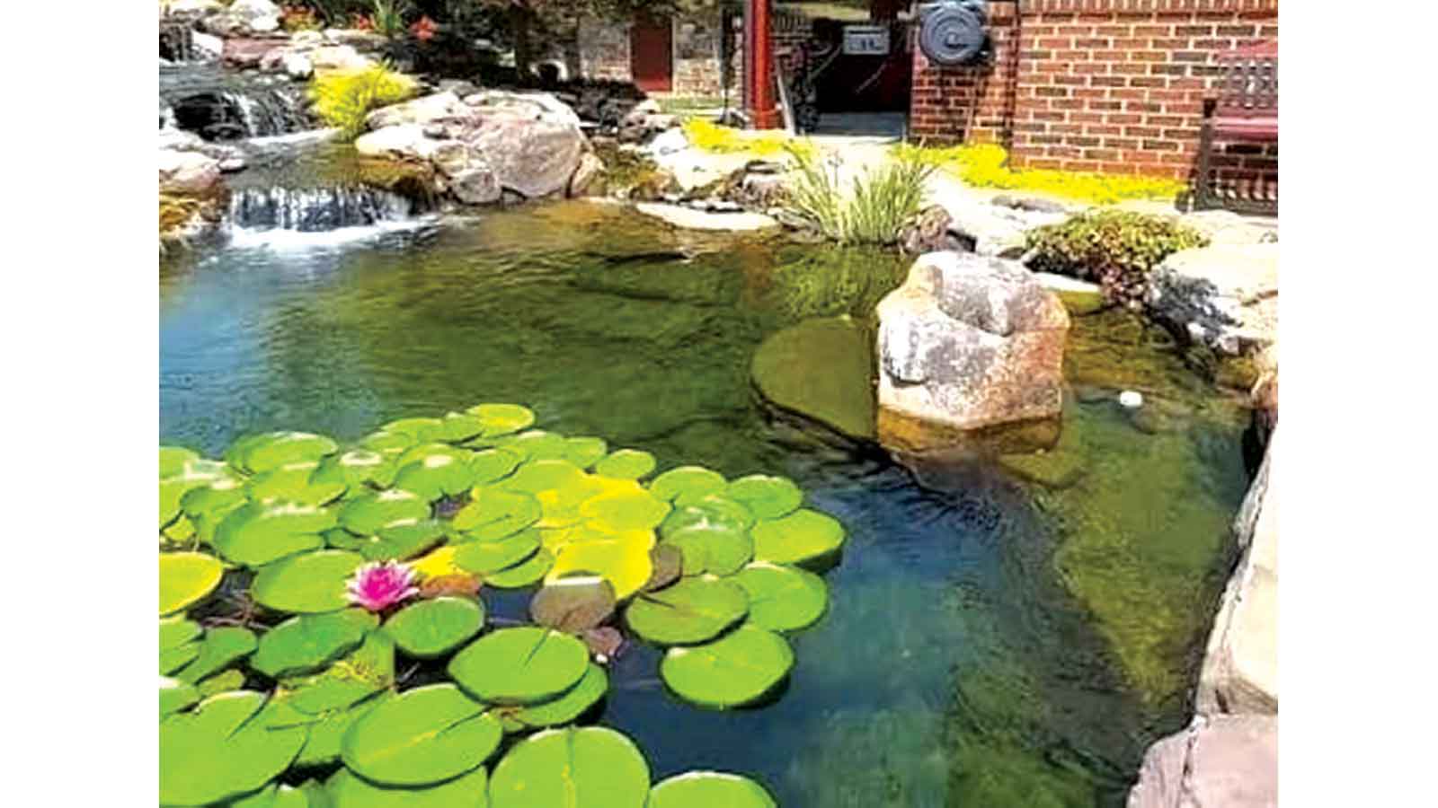 Bringing water lilies to life