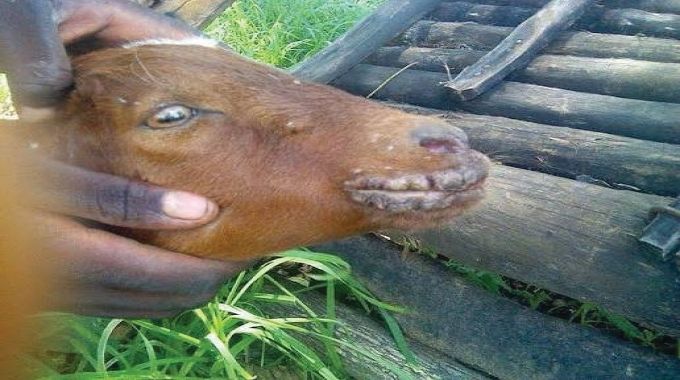 Uyingozi umkhuhlane wezilonda emlonyeni embuzini