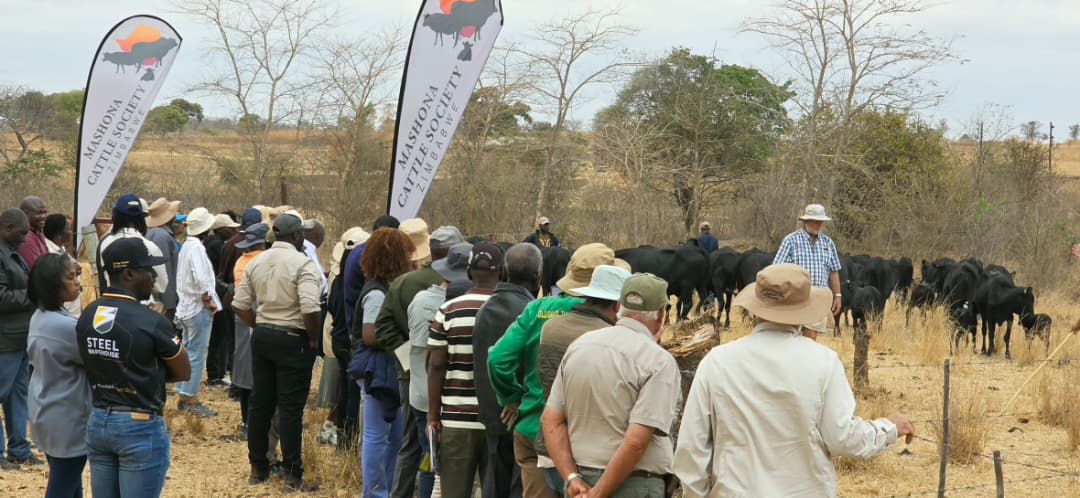 Mashona cattle gain favour as drought looms