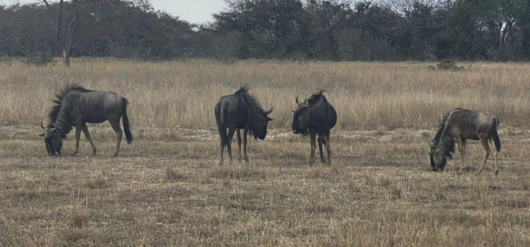 Nyathi Eco Game Park: A wild detour on the Harare–Mutare Highway