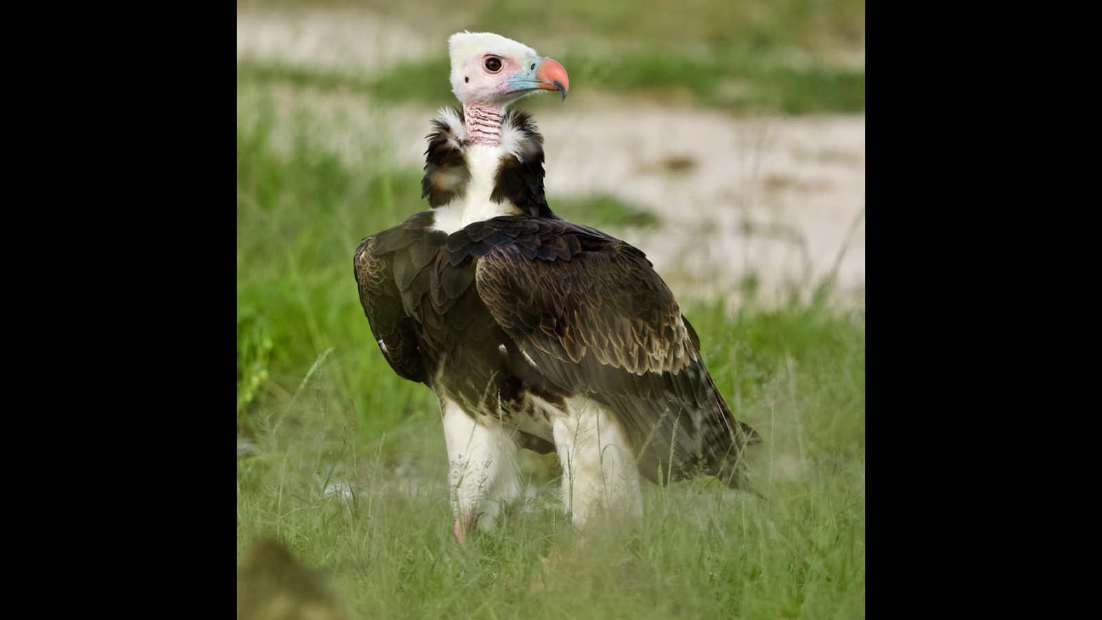 ZimParks moves to protect threatened vultures