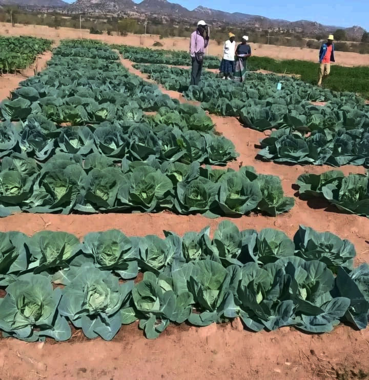 Members of Starlight VBU busy in their field