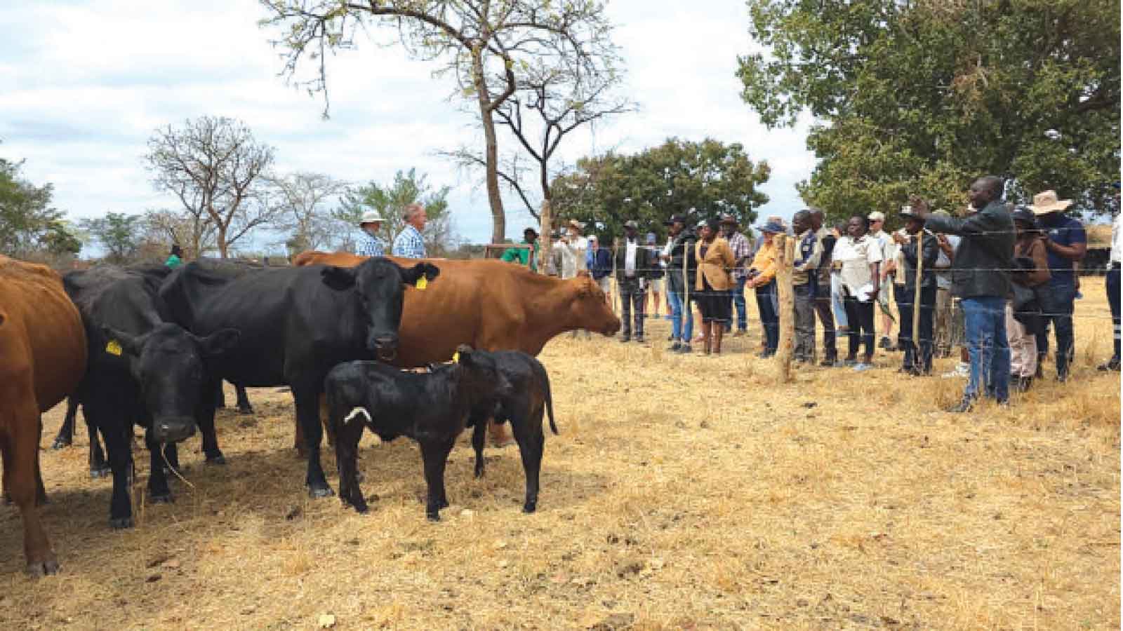 Climate adaptation: Mashona cattle lead drought-ready shift