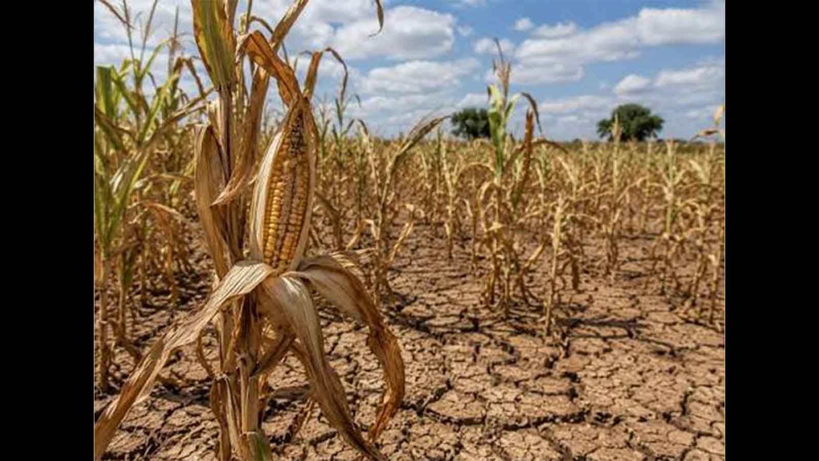 UN receives just one-fifth  of funds needed to prepare for El Niño crisis