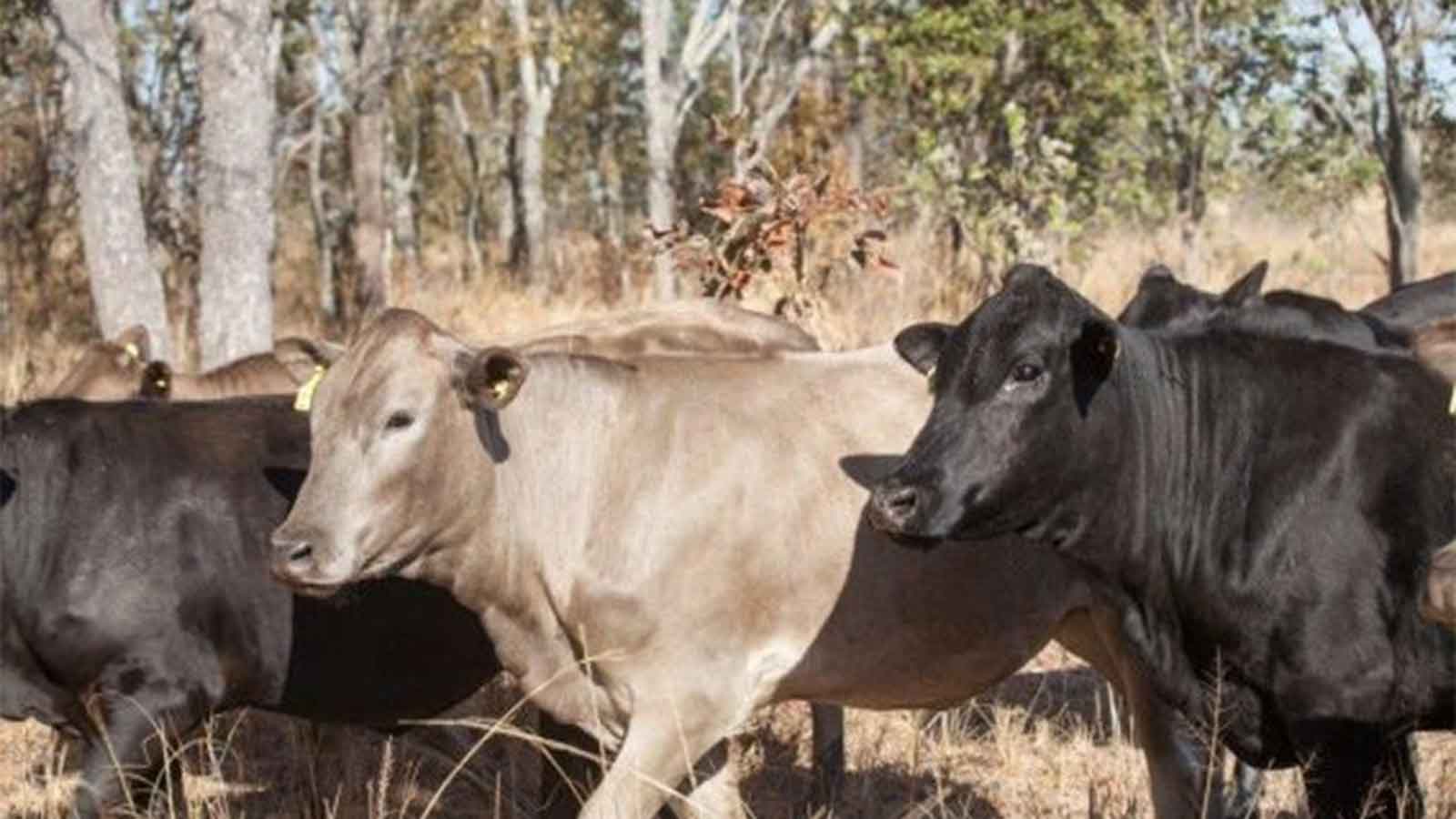 Mashona cattle gain favour as El Nino looms