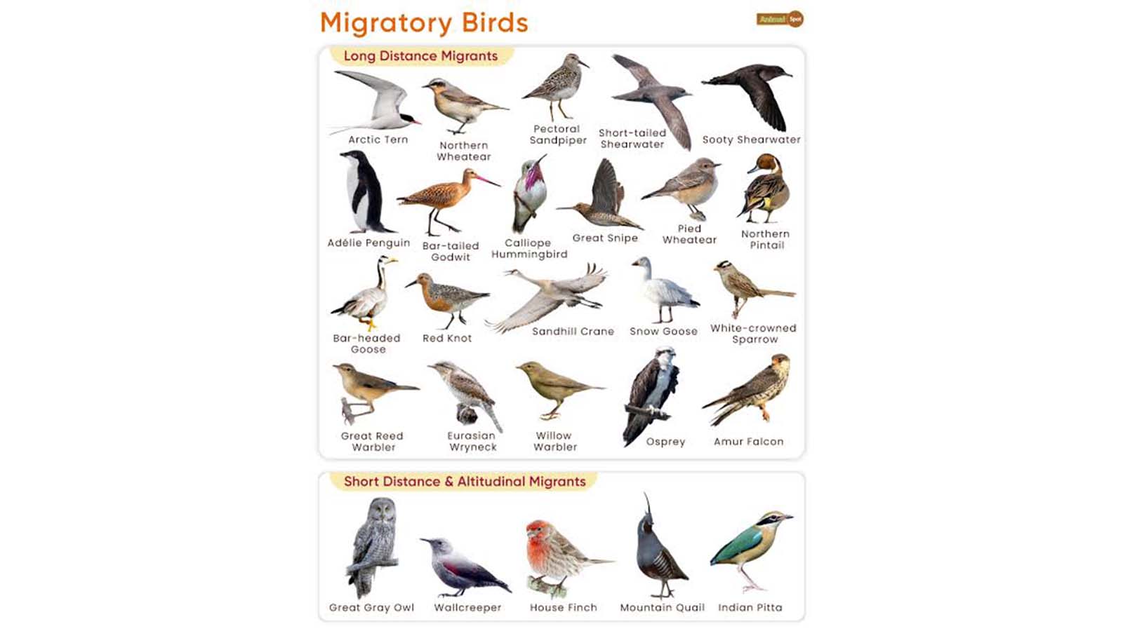 Close to 50 percent of migratory birds under threat worldwide