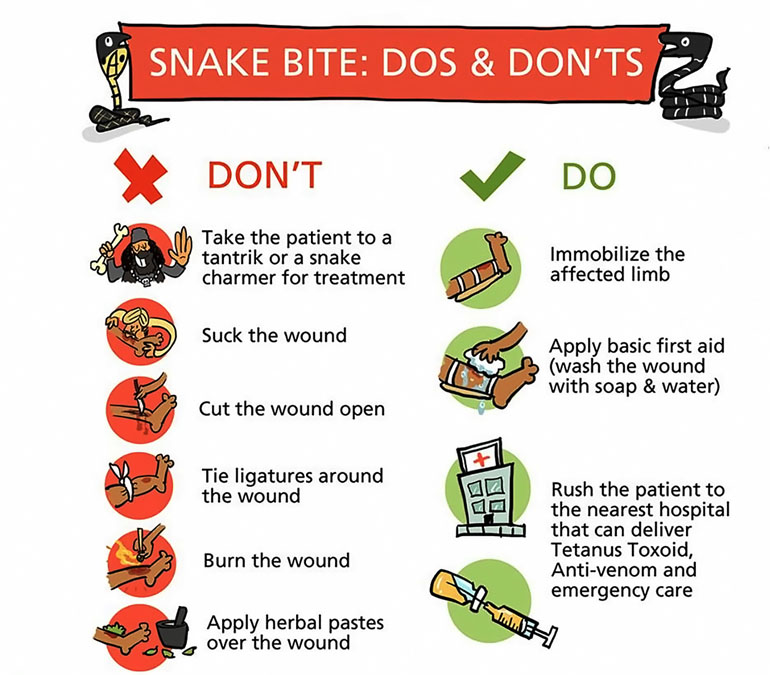 In case you are bitten, the first thing to do is move away from the snake