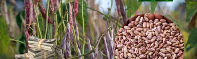 AMA connects sugar beans farmers to markets