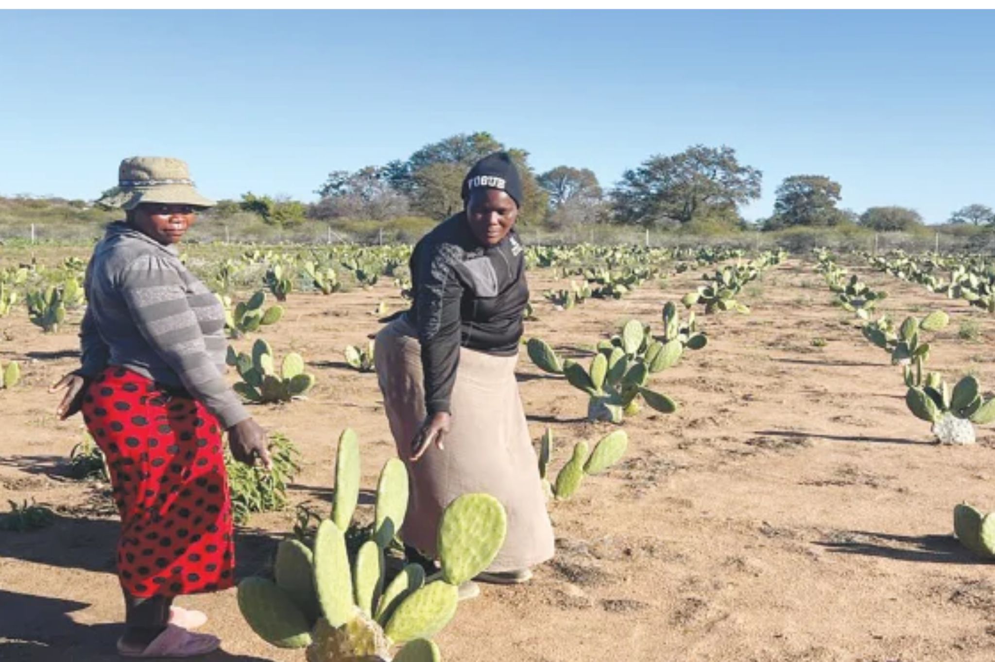 Spineless cactus becomes drought lifeline for Gwanda farmers