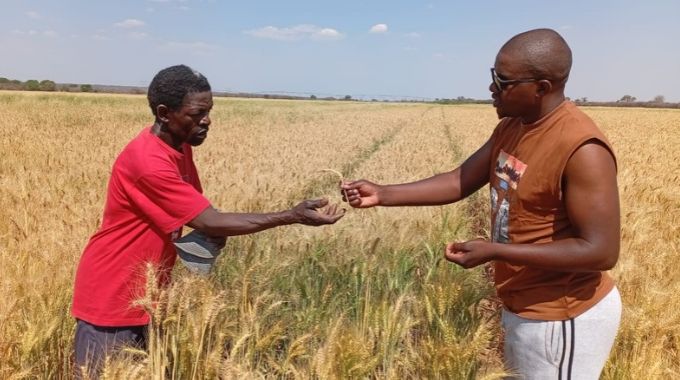 Wheat harvest enters critical phase …as Government mobilises 293 combine harvesters