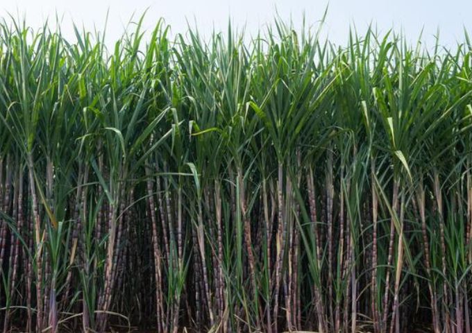 Parliament calls for sugar industry reforms within two years