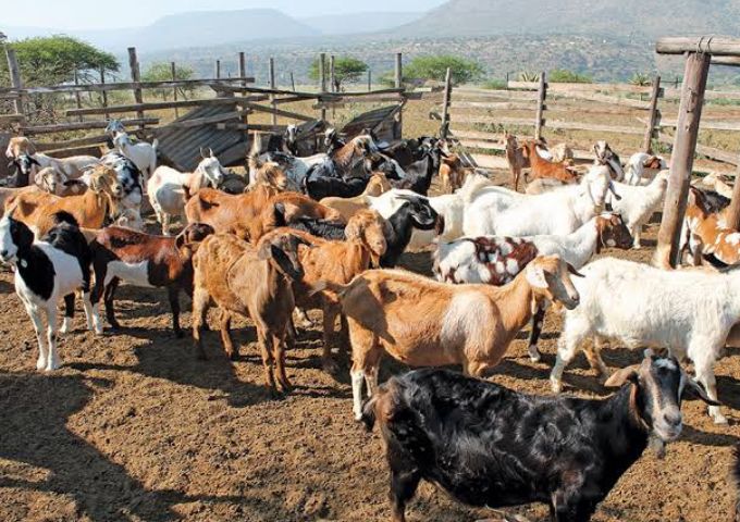 Gwanda farmers bank on goats  for climate resilience