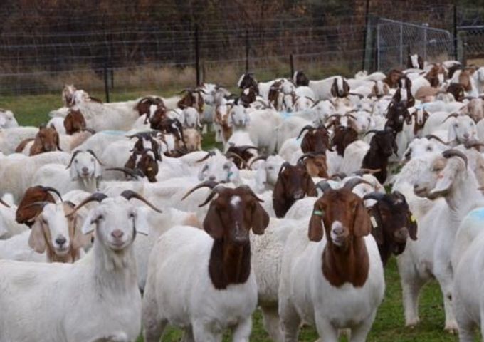 Breeding resilience: Preparing Zimbabwe’s goats for a drier future