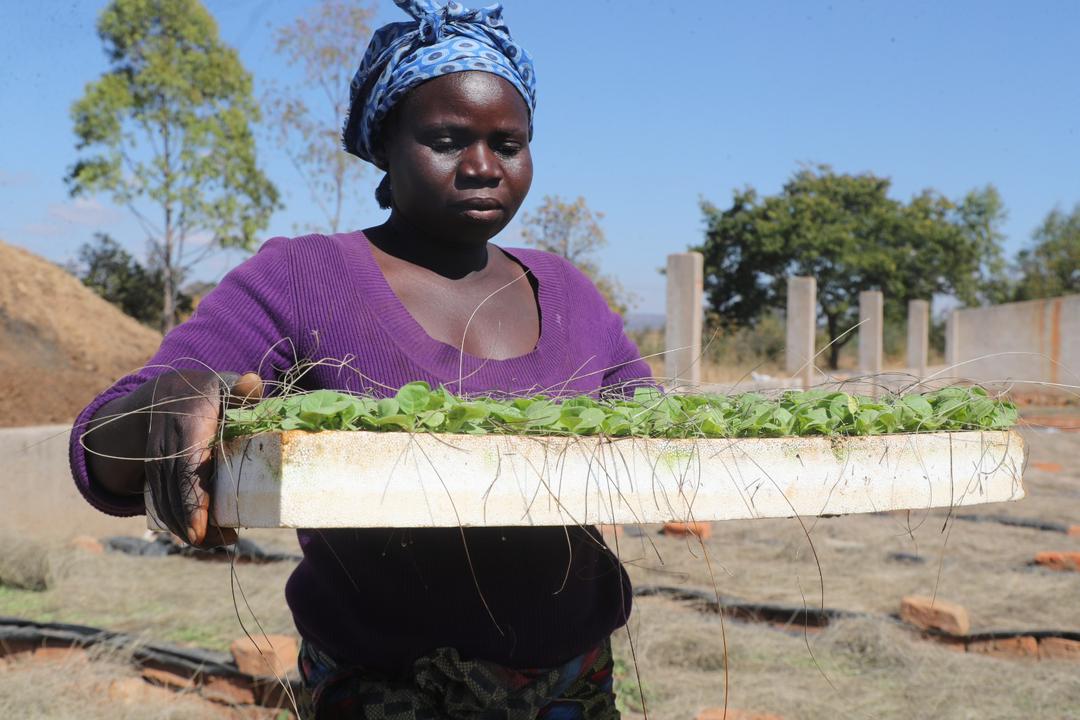 Kutsaga urges early seedling establishment ahead of expected El Niño season