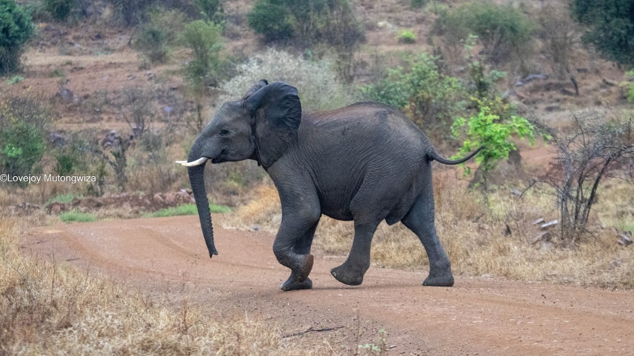 When elephants stopped the press at Gonarezhou