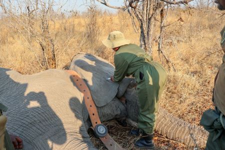 30 elephants collared in Hwange as science, technology drive conservation