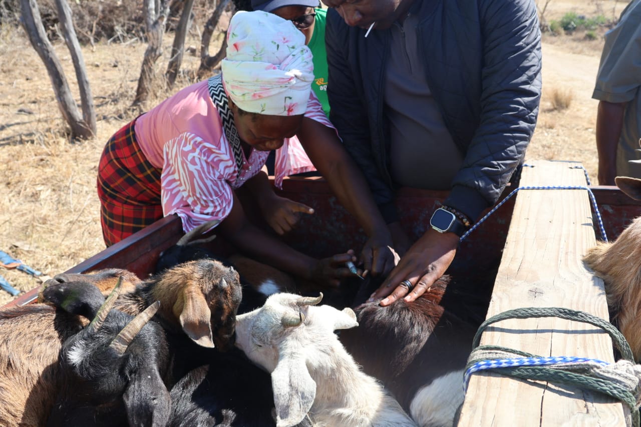 The goats that carry women through a dry land