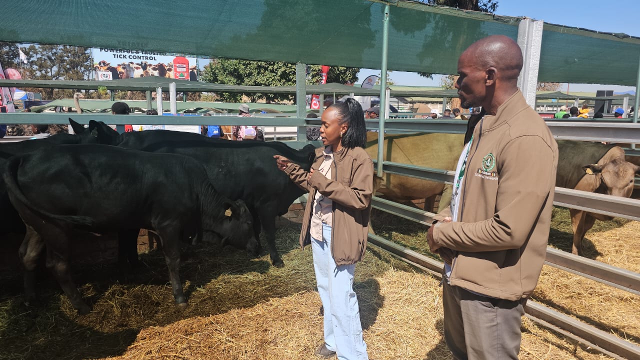 The cattle Zimbabwe cannot afford to lose