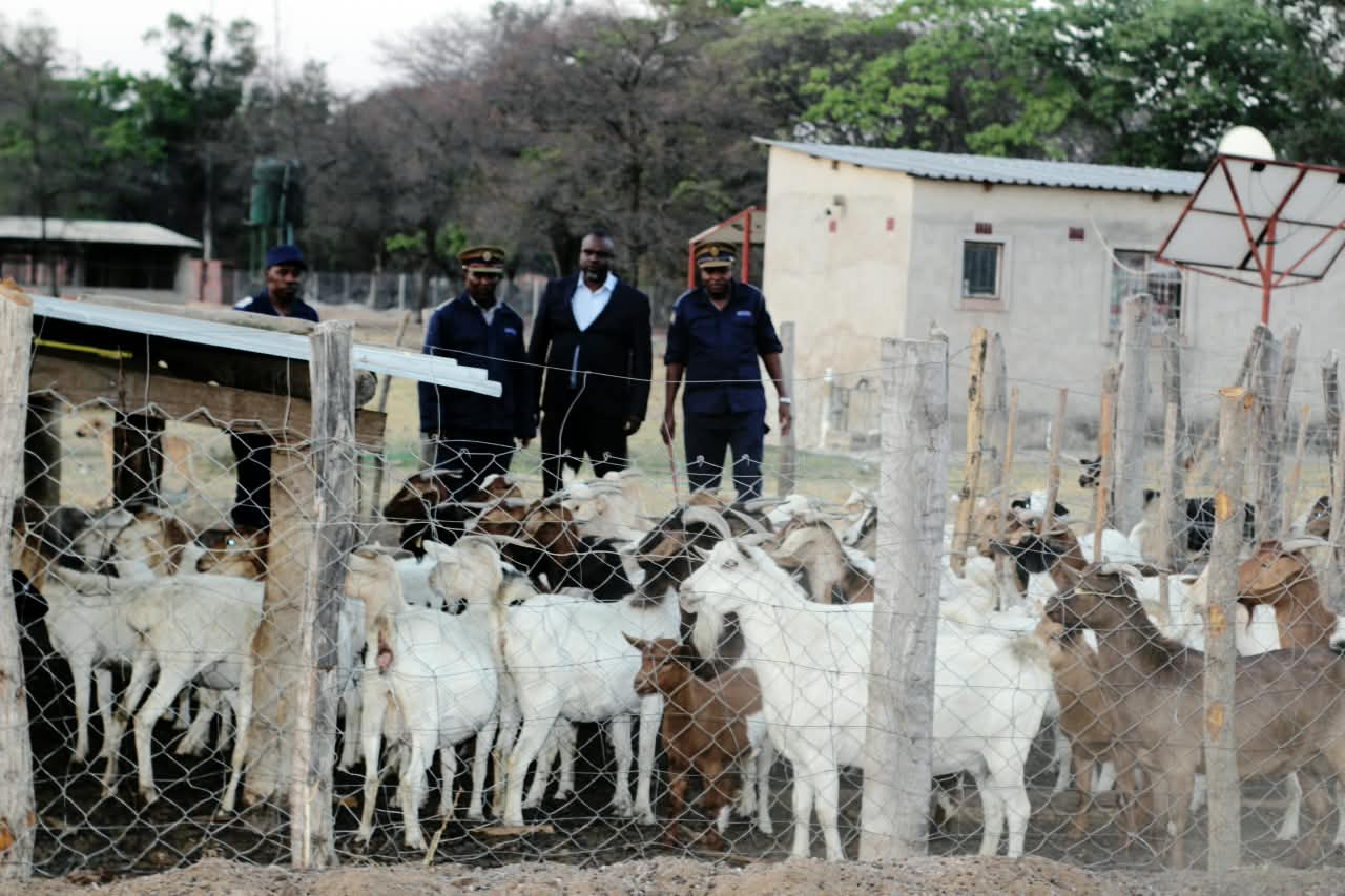 Police recover 22 cattle, 17 Boer goats