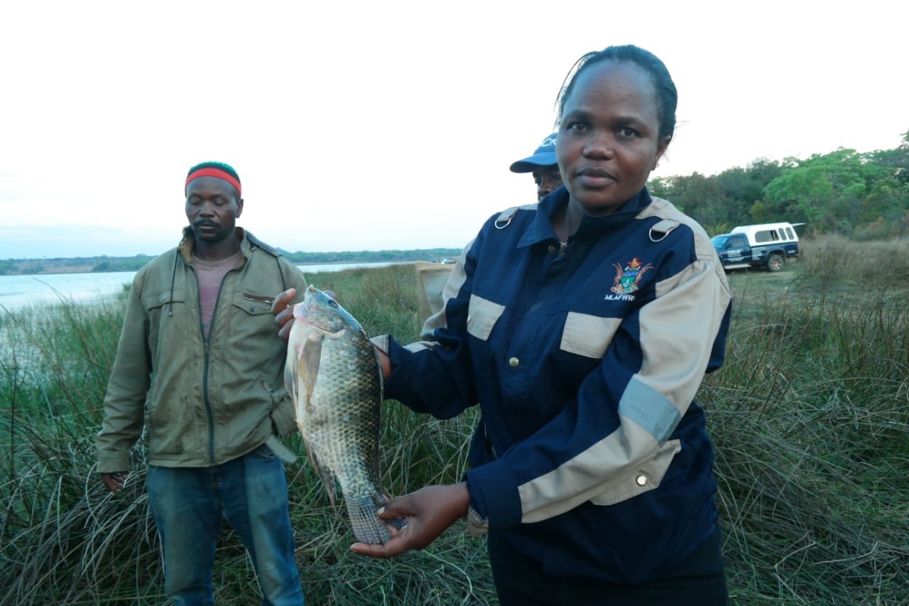 Presidential Fisheries Scheme transforms rural lives in Shurugwi