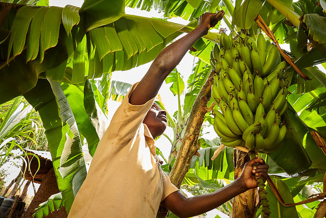 Honde Valley banana chips penetrate Mozambican export market