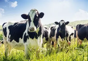 Veterinary indaba to put dairy health at centre of national food security agenda