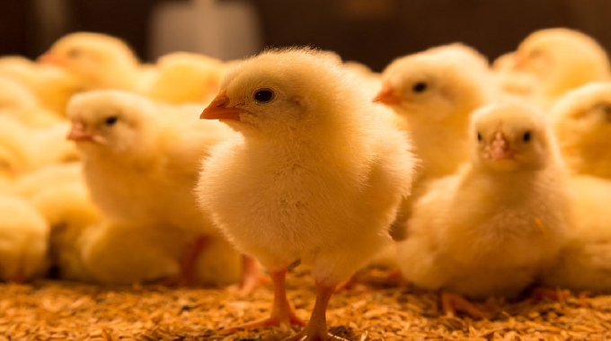 Beitbridge Ward 5 villagers receive 5k chicks to strengthen livelihoods