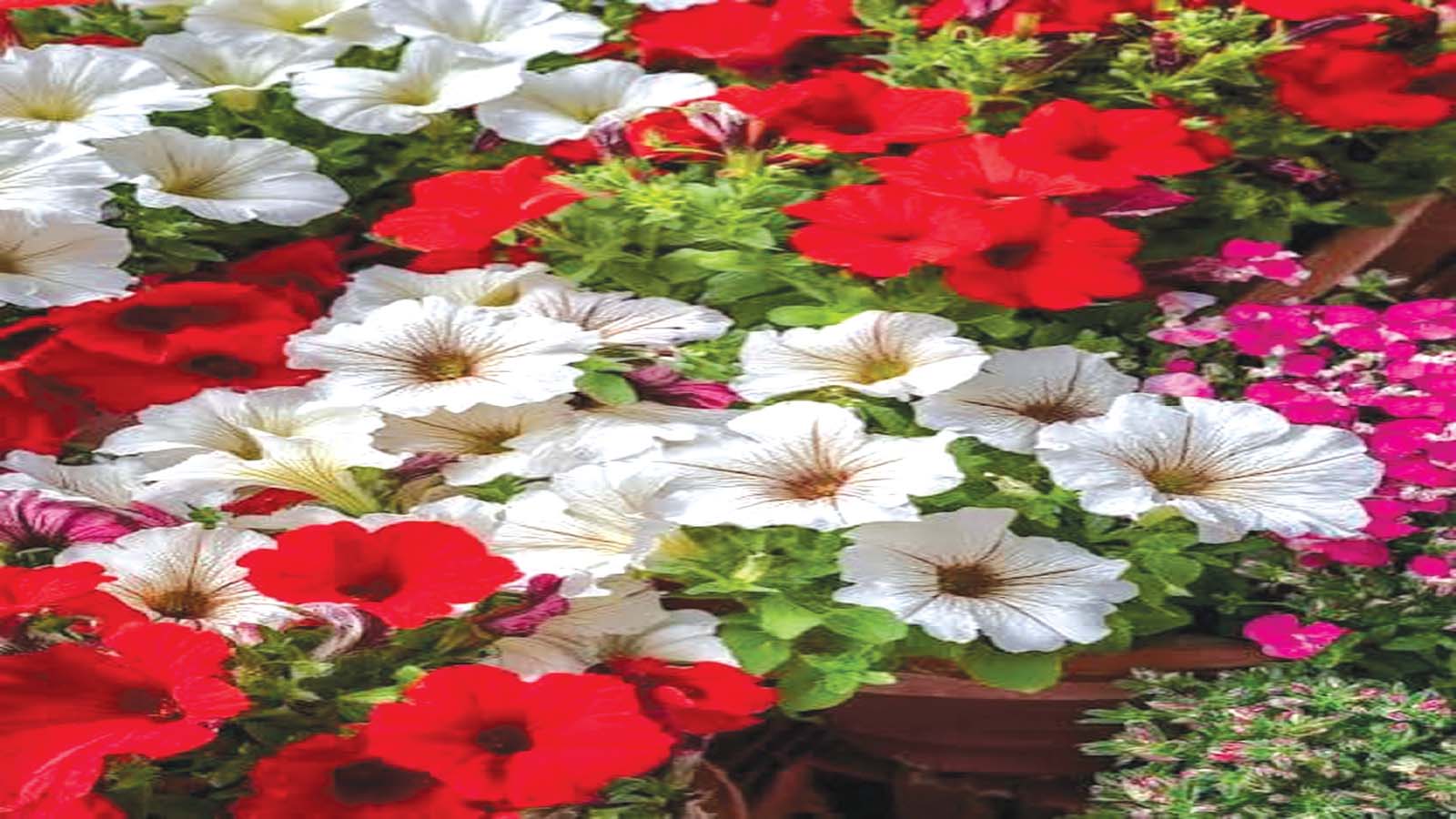 Grow, protect and showcase petunias in your garden