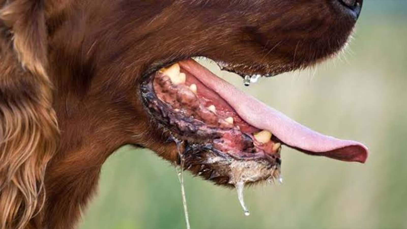 DVS calls for collaboration rabies control
