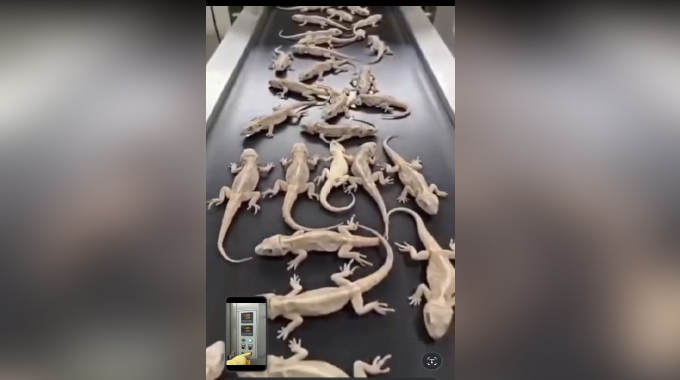 WATCH: ARE NOODLES MADE FROM LIZARDS? Viral video spooks netizens