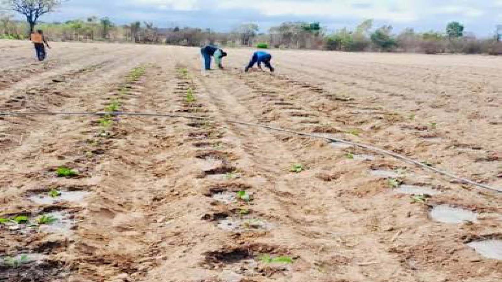 Prepare early for El Niño, tobacco growers advised