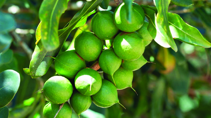 Predatory pricing, bad weather weigh on Macadamia farmers