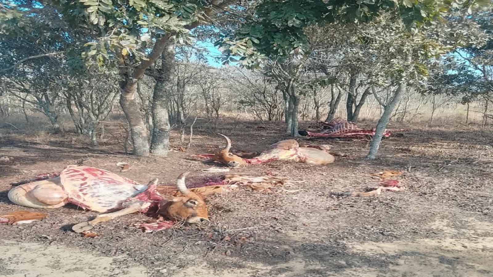 CATTLE RUSTLERS STRIKE AGAIN