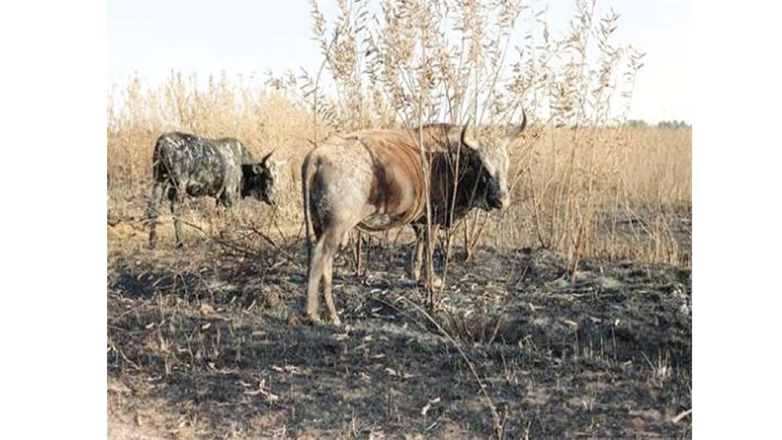 Protecting crops, grazing and farm income during dry season
