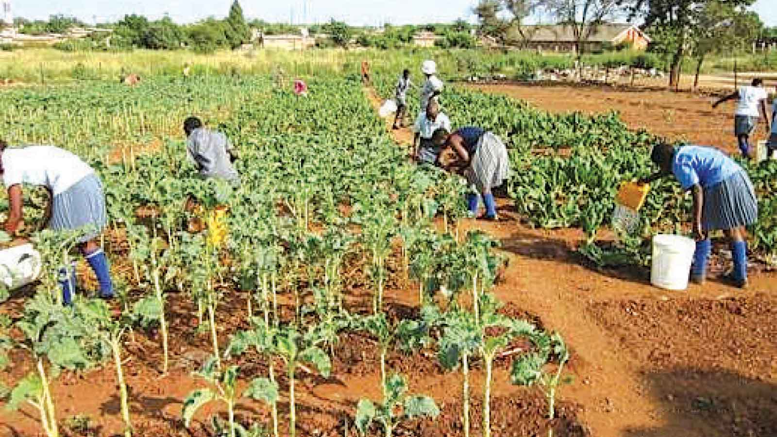 Bore Primary School garden project feeds learners and boosts learning