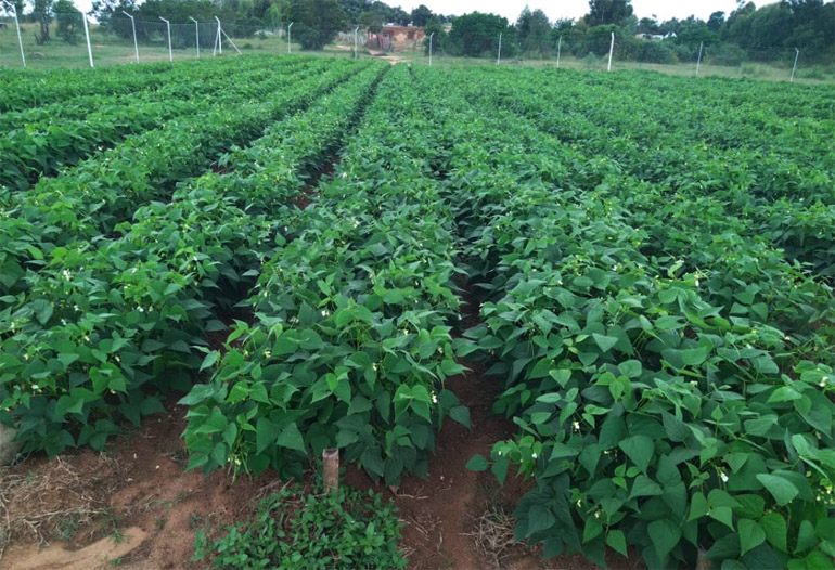 A thriving bean crop at Dumbamwe VBU