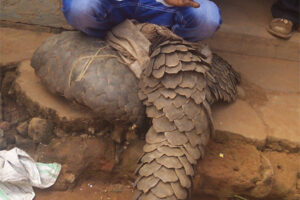 From bush to jail: The pangolin trade’s predictable end