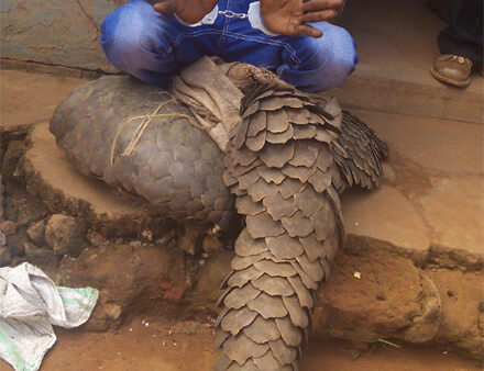 From bush to jail: The pangolin trade’s predictable end