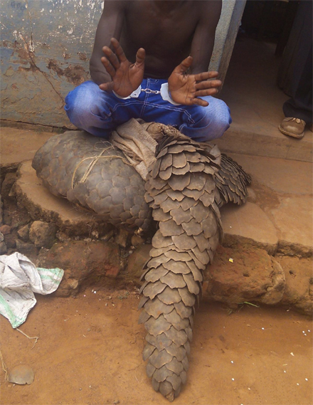 From bush to jail: The pangolin trade’s predictable end