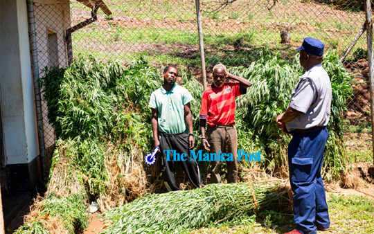 Pair nabbed for dagga cultivation in Chimanimani