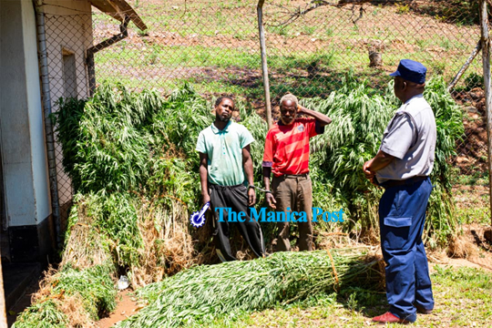 Pair nabbed for dagga cultivation in Chimanimani