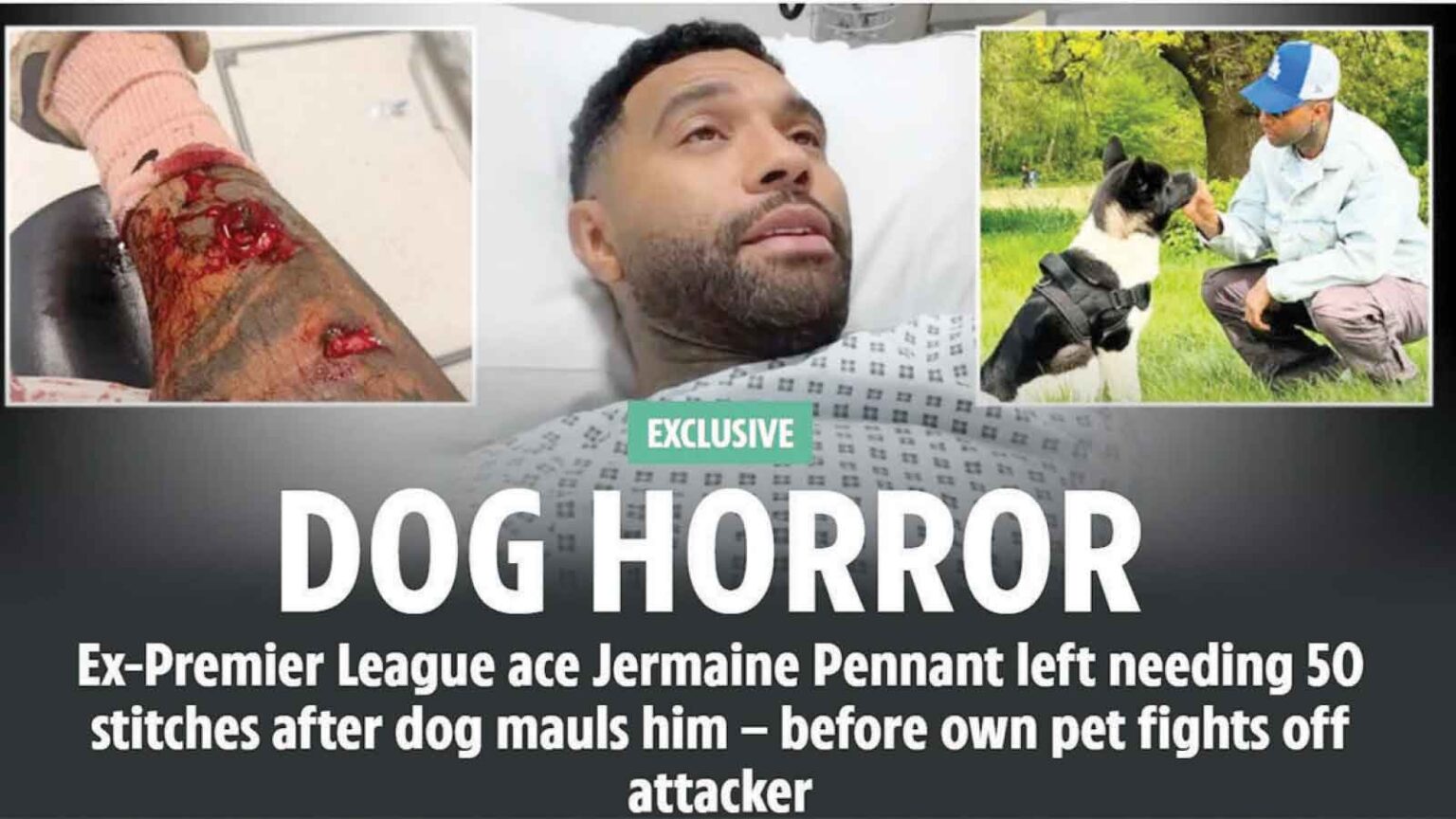 Scrary Dogs DOG HORROR β herald