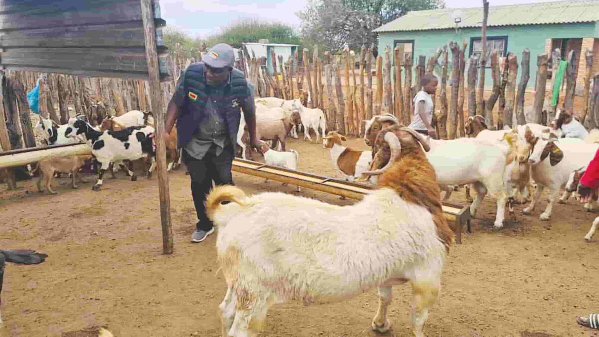 Gwanda farmers turn to improved goat breeds to beat drought