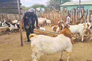 Gwanda farmers turn to improved goat breeds to beat drought