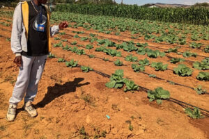 Youths dig their way out of poverty