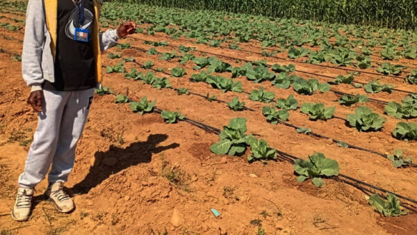 Youths dig their way out of poverty