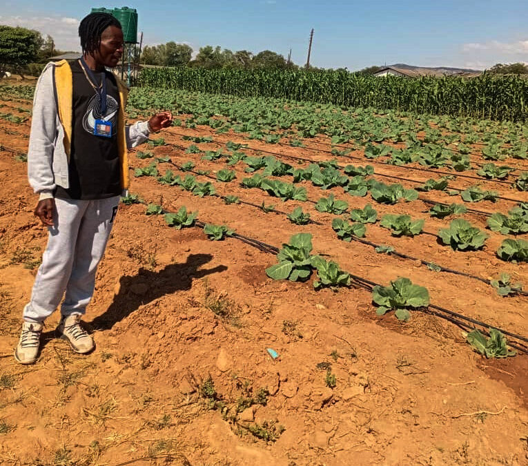 Youths dig their way out of poverty