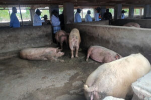 Pigs, milk, profits power Mutasa boom
