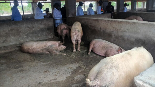 Pigs, milk, profits power Mutasa boom